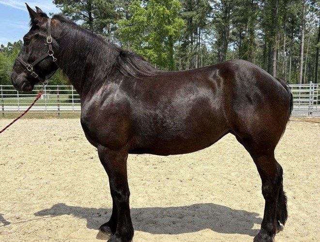 Black Percheron Mare Black Percheron Mare