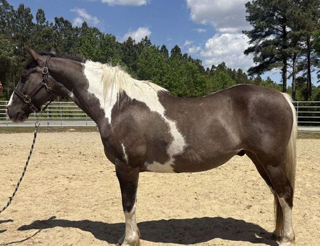 Pinto Quarter Horse Gelding Pinto Quarter Horse Gelding