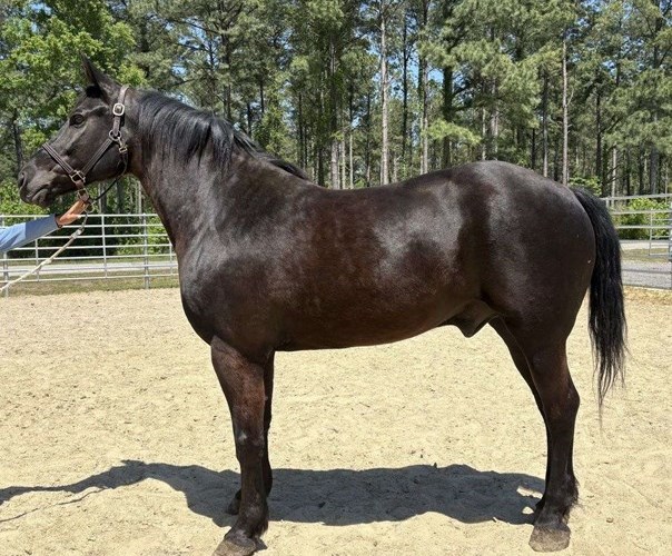 Black Draft Mare Black Draft Mare