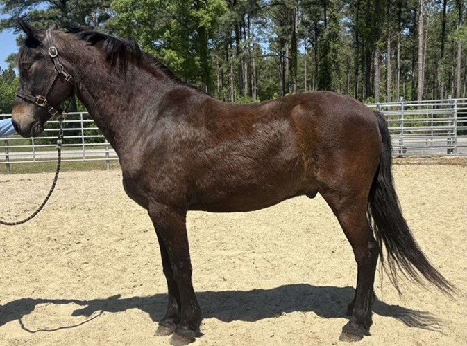Bay Morgan Gelding Bay Morgan Gelding