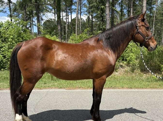 Bay Quarter Horse Mare Bay Quarter Horse Mare