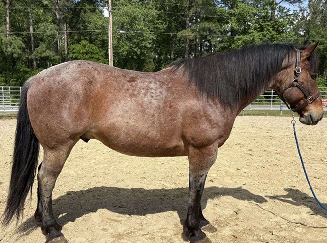 Bay Roan Draft Gelding Bay Roan Draft Gelding