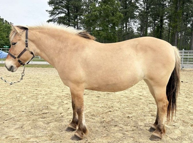 Other Fjord Mare Other Fjord Mare