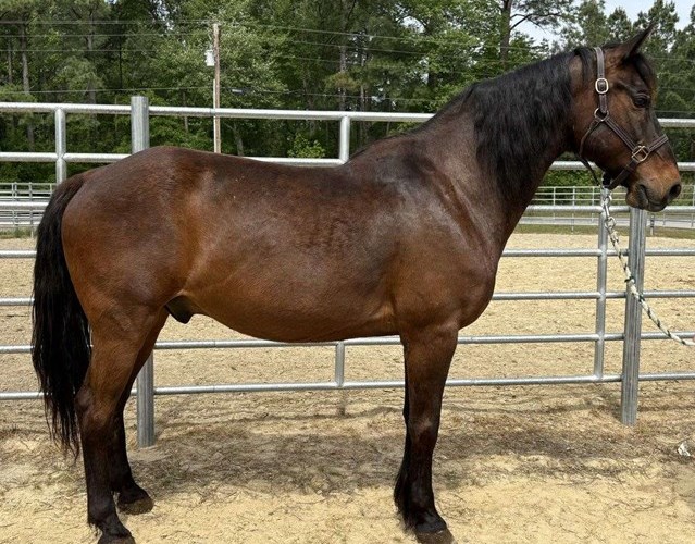 Bay Morgan Gelding Bay Morgan Gelding