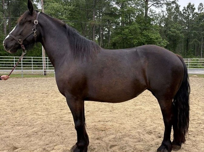 Black Quarter Horse Mare Black Quarter Horse Mare