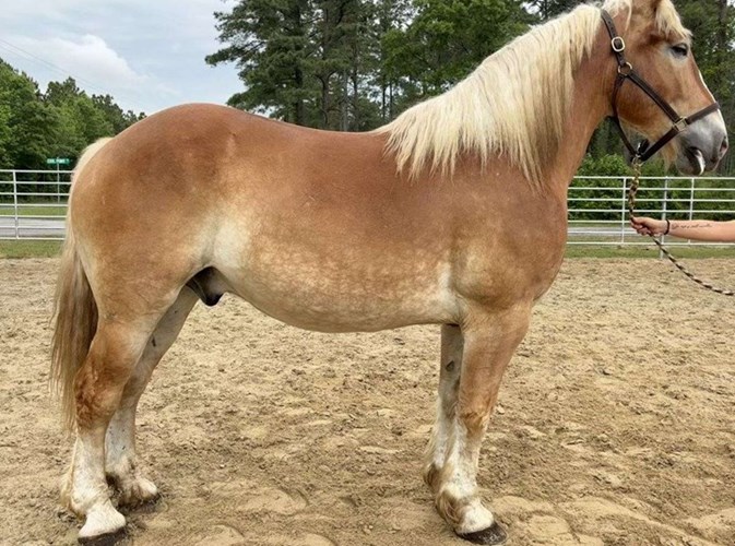 Sorrel Belgian Gelding Sorrel Belgian Gelding