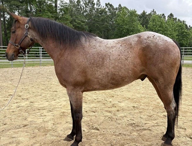 Bay Roan Quarter Horse Gelding Bay Roan Quarter Horse Gelding