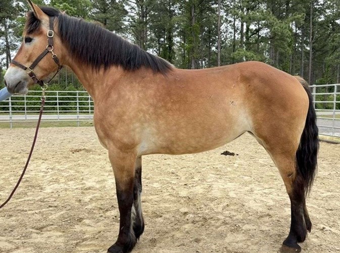 Buckskin Draft Mare Buckskin Draft Mare
