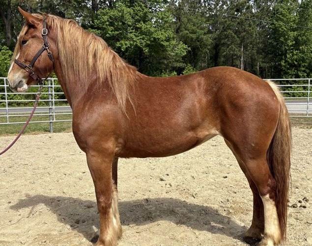 Sorrel Draft Mare Sorrel Draft Mare
