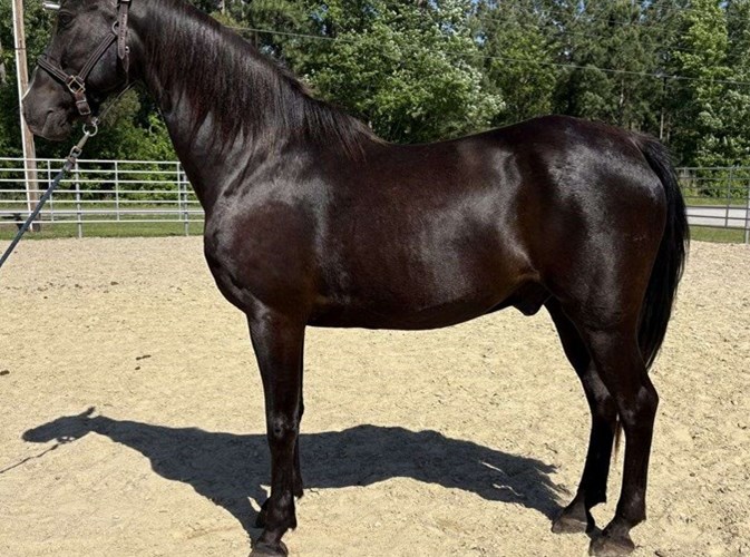 Black Morgan Gelding Black Morgan Gelding