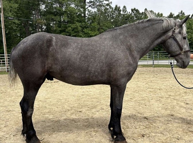 Grey Percheron Gelding Grey Percheron Gelding