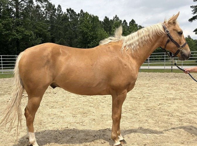 Palomino Quarter Horse Gelding Palomino Quarter Horse Gelding