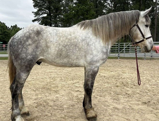 Grey Percheron Gelding Grey Percheron Gelding