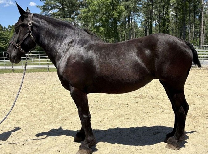 Black Percheron Mare Black Percheron Mare