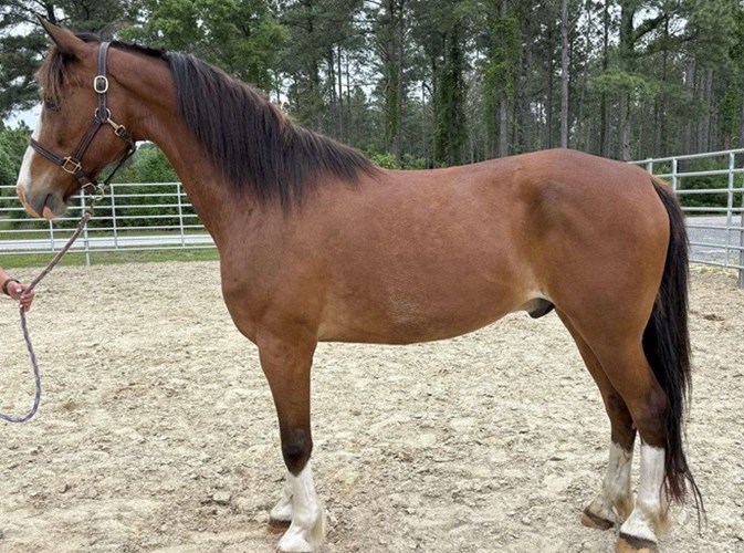 Bay Quarter Horse Gelding Bay Quarter Horse Gelding
