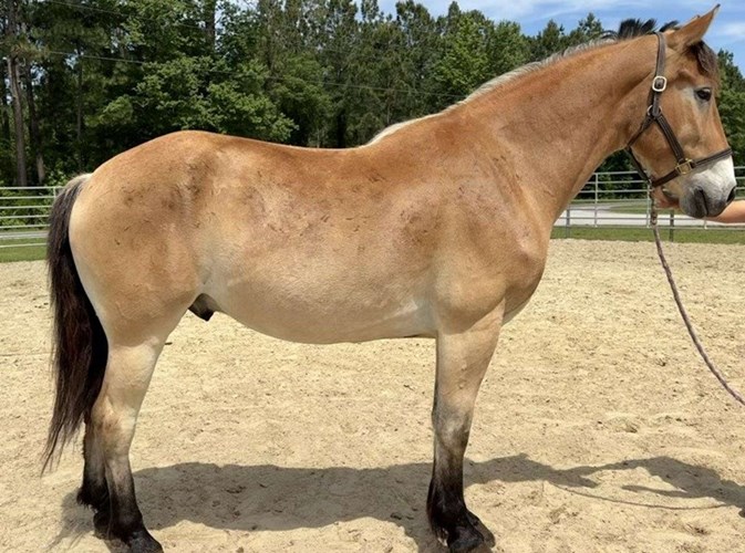 Buckskin Quarter Horse Gelding Buckskin Quarter Horse Gelding