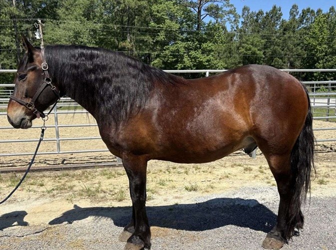 Bay Draft Gelding Bay Draft Gelding