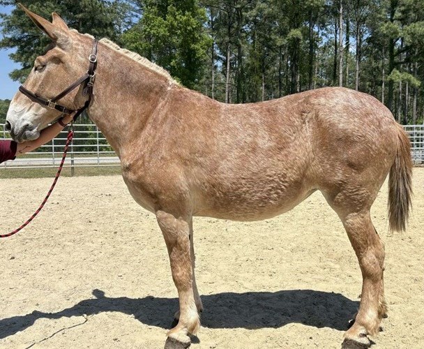Red Roan Mule Mare Red Roan Mule Mare