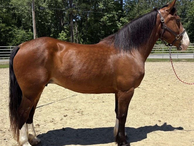 Bay Draft Mare Bay Draft Mare