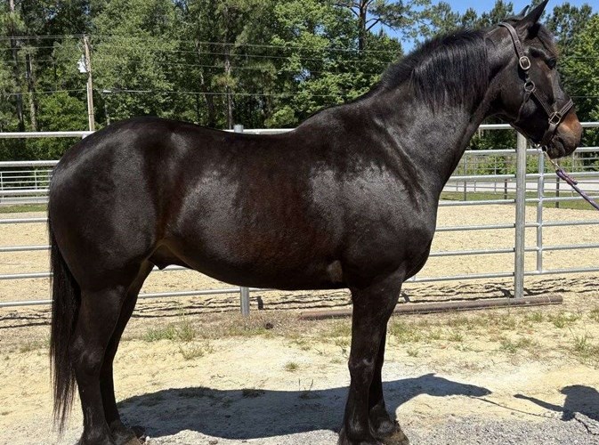 Black Draft Gelding Black Draft Gelding