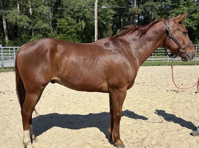 Sorrel Quarter Horse Gelding Sorrel Quarter Horse Gelding