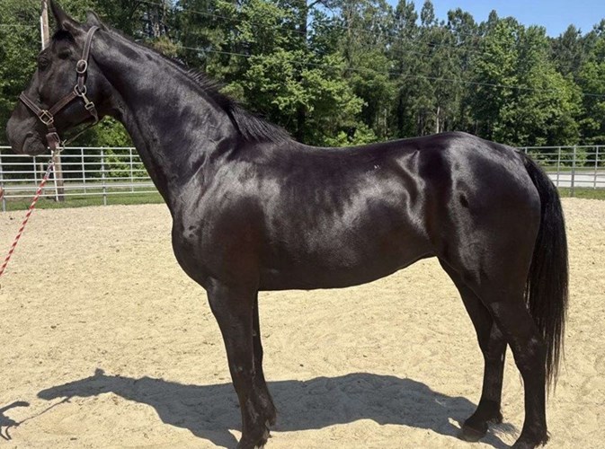 Black Morgan Gelding Black Morgan Gelding