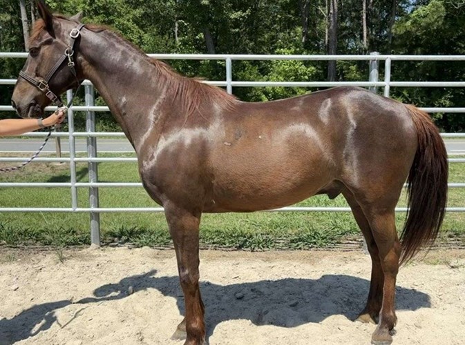 Sorrel Morgan Gelding Sorrel Morgan Gelding