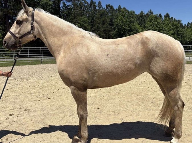 Palomino Draft Mare Palomino Draft Mare