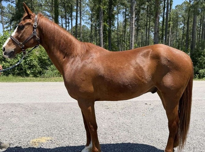 Sorrel Quarter Horse Gelding Sorrel Quarter Horse Gelding