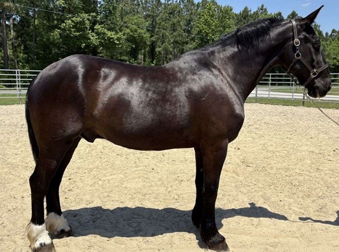 Black Draft Gelding Black Draft Gelding