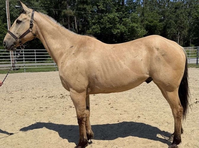 Dun Quarter Horse Gelding Dun Quarter Horse Gelding