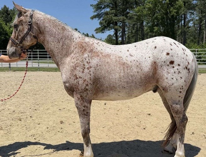 Other Quarter Horse Gelding Other Quarter Horse Gelding