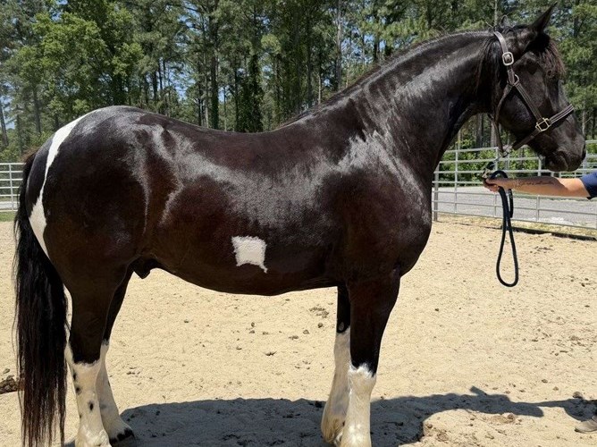 Pinto Draft Gelding Pinto Draft Gelding