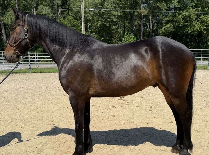 Bay Draft Gelding Bay Draft Gelding