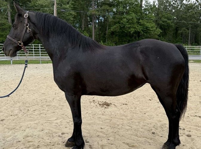 Black Morgan Mare Black Morgan Mare