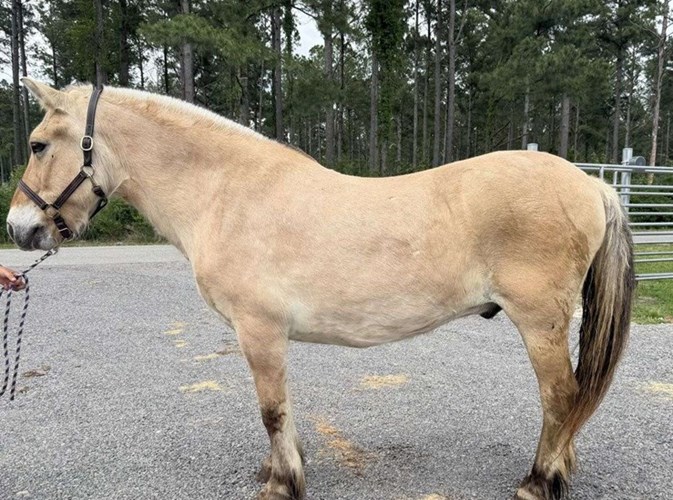 Other Fjord Gelding Other Fjord Gelding