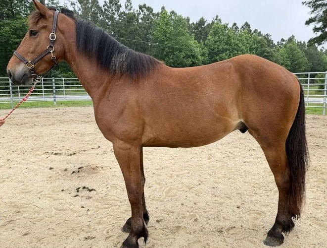Bay Draft Gelding Bay Draft Gelding
