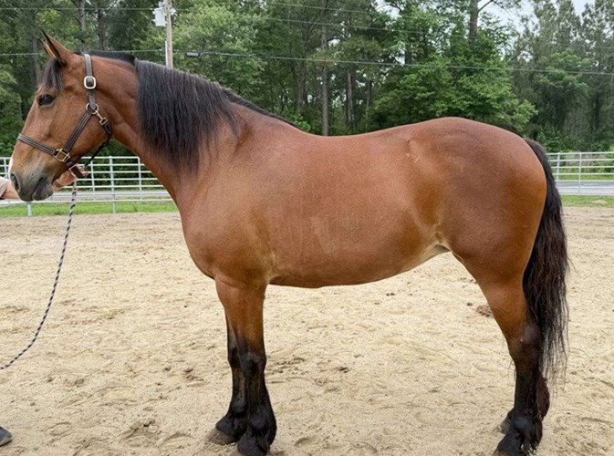 Bay Draft Mare Bay Draft Mare