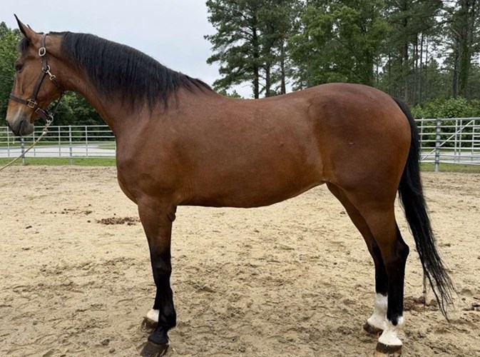 Bay Quarter Horse Mare Bay Quarter Horse Mare
