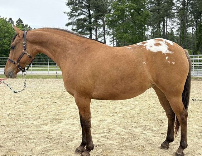 Brown Quarter Horse Mare Brown Quarter Horse Mare