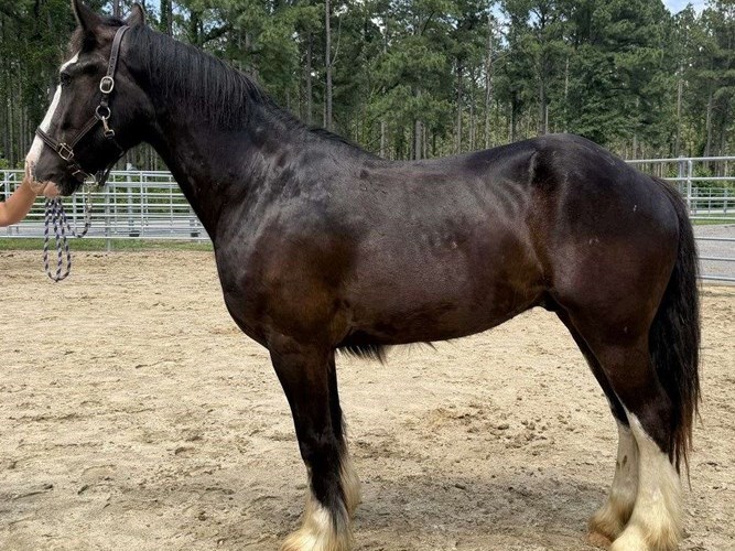 Black Draft Gelding Black Draft Gelding