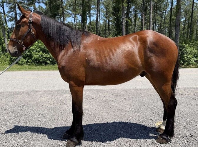 Bay Draft Gelding Bay Draft Gelding