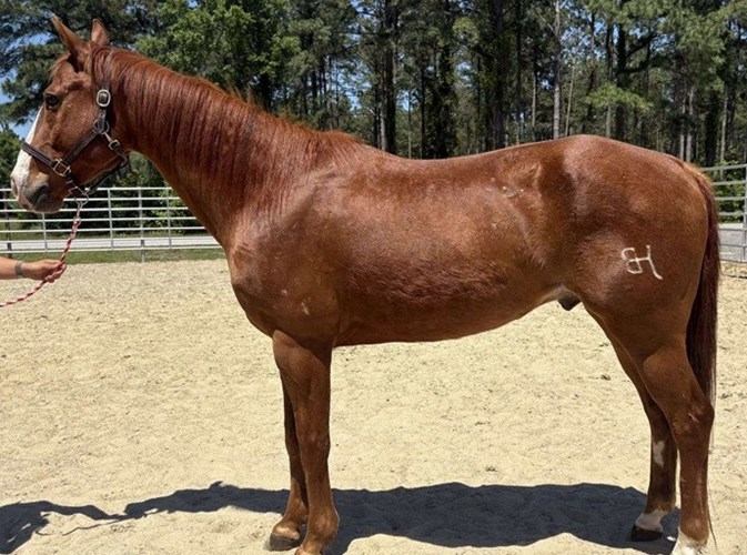 Sorrel Quarter Horse Gelding Sorrel Quarter Horse Gelding