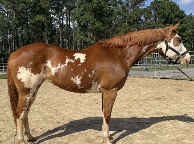 Pinto Quarter Horse Mare Pinto Quarter Horse Mare