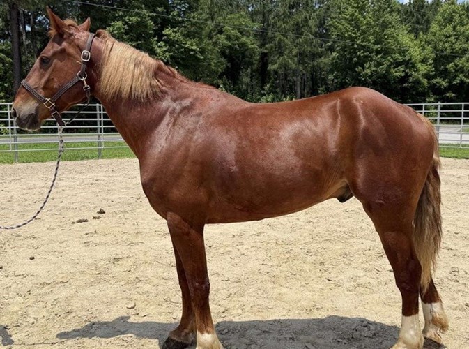 Sorrel Draft Gelding Sorrel Draft Gelding