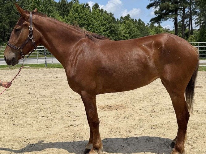 Sorrel Draft Mare Sorrel Draft Mare