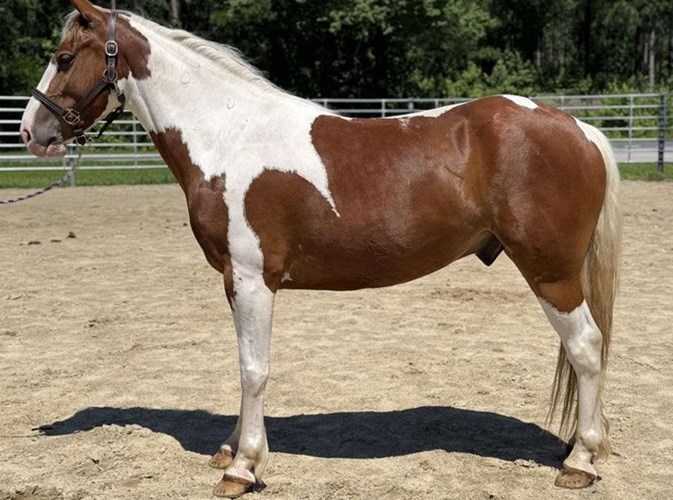 Pinto Paint Gelding Pinto Paint Gelding