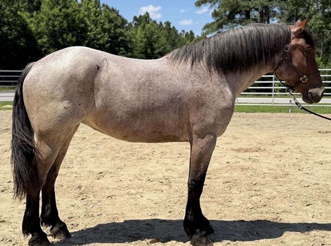 Blue Roan Draft Mare Blue Roan Draft Mare