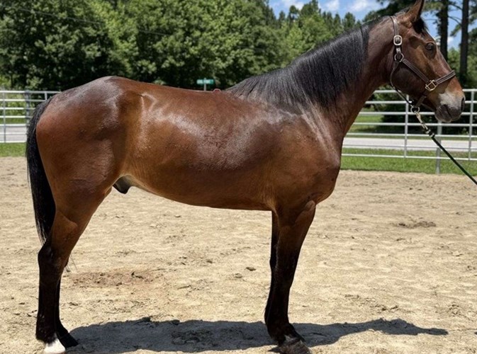 Bay Draft Gelding Bay Draft Gelding
