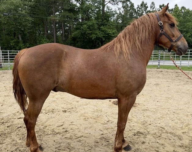 Dun Haflinger Gelding Dun Haflinger Gelding